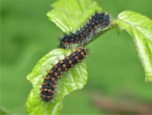 Saturnia sp.
